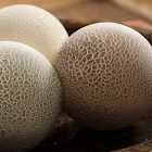 Ceramic Bowl Fill (Set of 3)