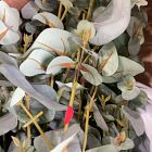 Open Box: Faux Potted Eucalyptus Tree (8')