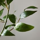 Faux Ficus Leaf Stem