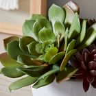 Faux Potted Succulent Arrangement