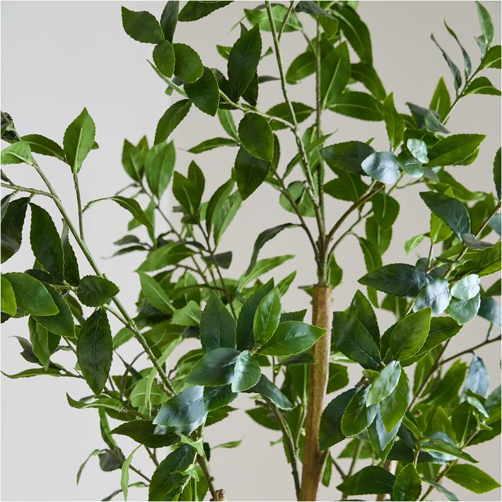 rubber plant tall NCYP Artificial Rubber Tree, Rubber Fig, Rubber Bush 5.9FT (70.8 Inche