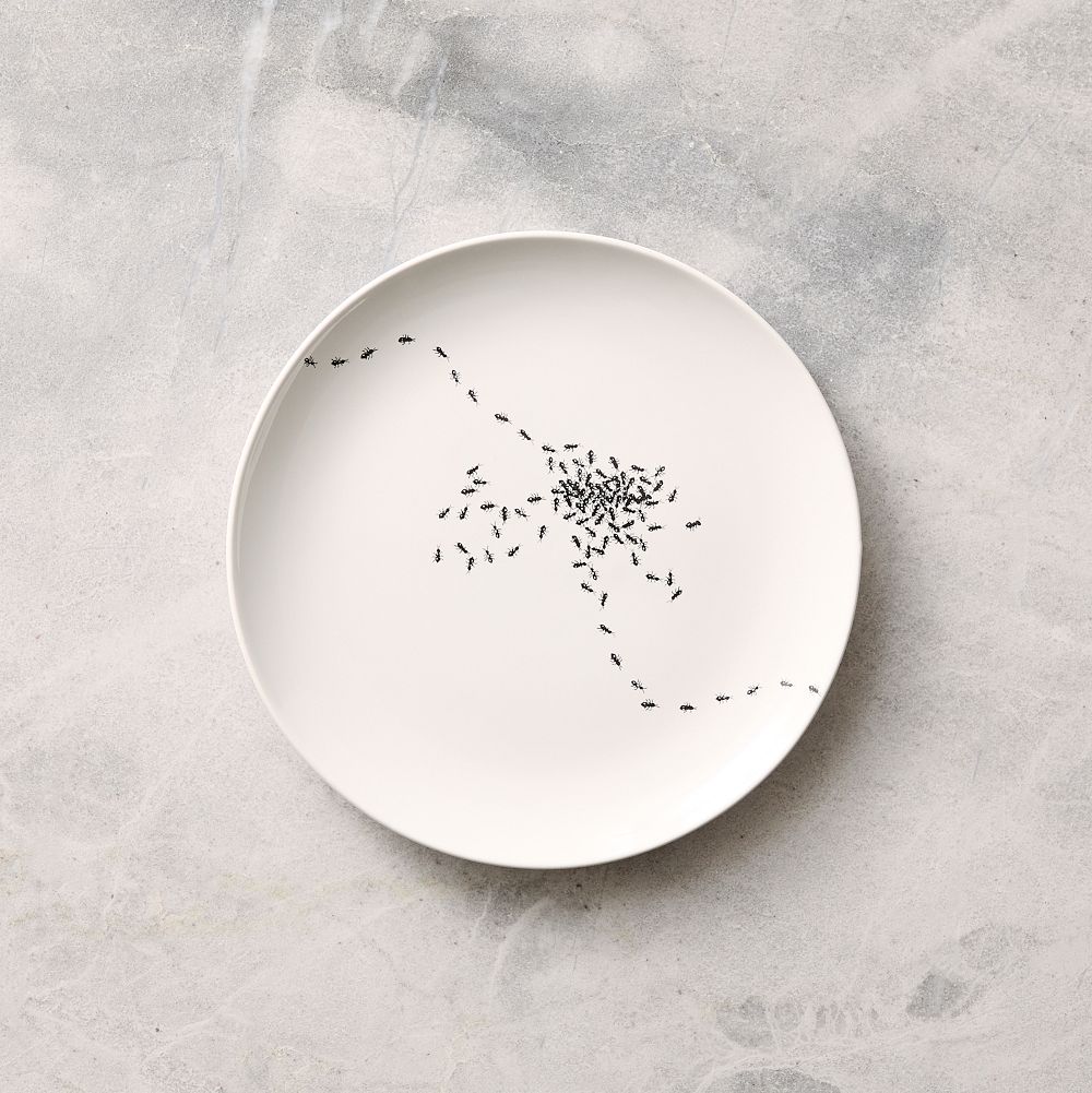 Halloween Antics Ceramic Salad Plate Sets by West Elm