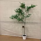 Open Box: Faux Maple Potted Tree (6') - Green