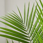 Live Majesty Palm Plant w/ Grow Pot