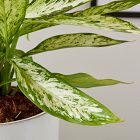 Live Aglaonema Plant w/ Grow Pot - 24"