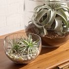 Live Tillandsia Xerographica Air Plants &amp; Xerographica Seedling Pack