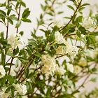 Faux White Blossom Bundle