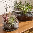 Live Premium Tillandsia Air Plant Assortment (Set of 10)