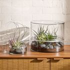 Thatcher Terrarium