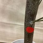 Open Box: Faux Potted Quince Leaf Tree (6'H)