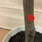 Open Box: Faux Potted Quince Leaf Tree (6'H)