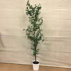 Open Box: Faux Potted Quince Leaf Tree (6'H)