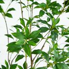 Faux Potted Minimalist Japanese Pieris Tree