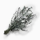 Dried Eucalyptus Bundle - Green