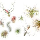 Live Premium Tillandsia Air Plant Assortment (Set of 10)