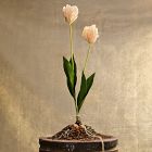 Faux Tulip Bundle