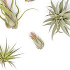 Live Beginner-Friendly Tillandsia Air Plant Assortment (Set of 10)