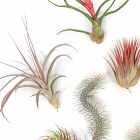 Live Premium Tillandsia Air Plant Assortment (Set of 10)
