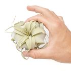 Live Tillandsia Xerographica Air Plants &amp; Xerographica Seedling Pack