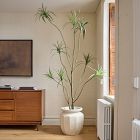 Faux Potted Dracaena