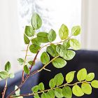 Faux Bean Leaf Branch