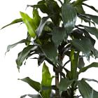 Faux Dracaena Marginata Plant (5')