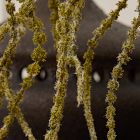 Faux Green Amaranthus Stem