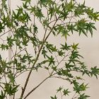 Faux Maple Branch