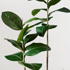 Faux Potted Young Rubber Tree