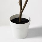 Faux Potted Young Rubber Tree