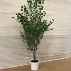 Open Box: Faux Potted Ficus Tree (6'H)
