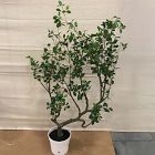 Open Box: Faux Potted Manzania Tree (58")