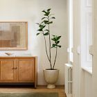 Faux Potted Young Rubber Tree