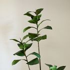 Faux Potted Young Rubber Tree