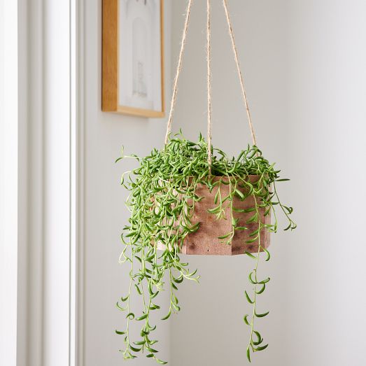 Live Succulent String of Bananas w/ Hanging Planter by West Elm