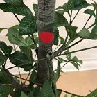 Open Box: Faux Potted Quince Leaf Tree (6') - Green