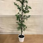 Open Box: Faux Potted Quince Leaf Tree (6') - Green