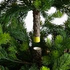 Faux Real Touch Spruce Tree w/ Decorative Planter (3'&ndash;4.5')