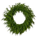 Pre-Lit Faux Natural Norfolk Pine Wreath (24")