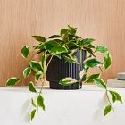 Faux Potted Hoya Plant