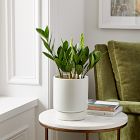Live ZZ Plant w/ Grow Pot