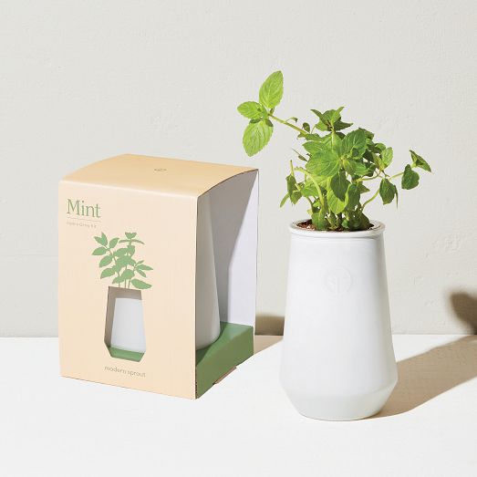 Modern Sprout Tapered Tumbler Grow Pot by West Elm