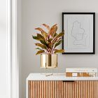 Live Aglaonema Plant w/ Grow Pot - 14"