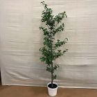 Open Box: Faux Potted Quince Leaf Tree (6')
