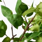 Faux Potted Bursera Plant