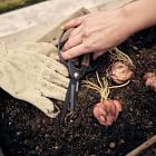 Garden Scissors