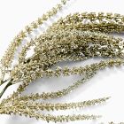 Gold Sparkle Amaranthus Branch