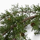 Faux Juniper Pine Cone Garland