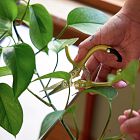 Modern Sprout Gardening Shears &amp; Pruners (Set of 2)