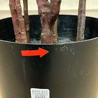 Open Box: Faux Potted Australian Bottleneck Tree (7')